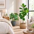 The Urban Jungle Duo: Monstera & Fiddle Leaf Fig