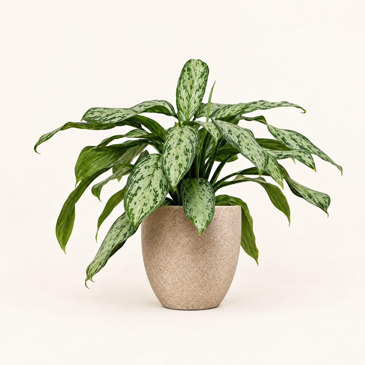 The Speckled Aglaonema Plant