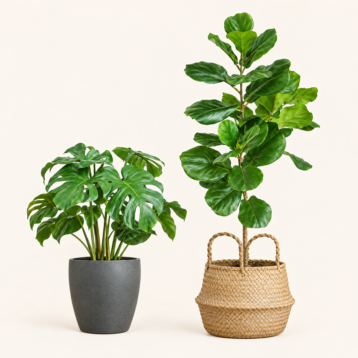 The Urban Jungle Duo: Monstera & Fiddle Leaf Fig