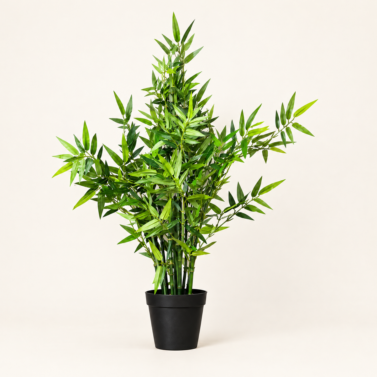 The Zen Bamboo Plant