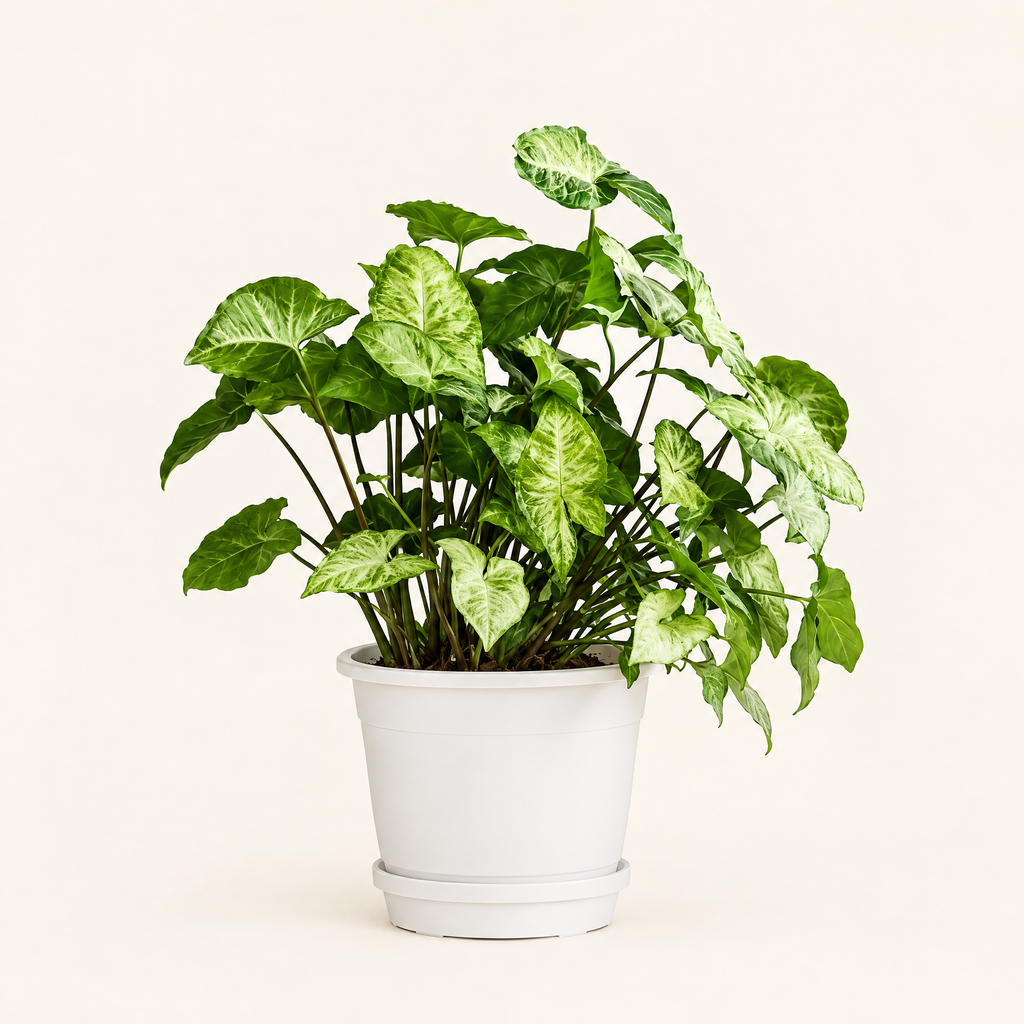The Arrowhead Plant