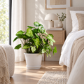 The Arrowhead Plant