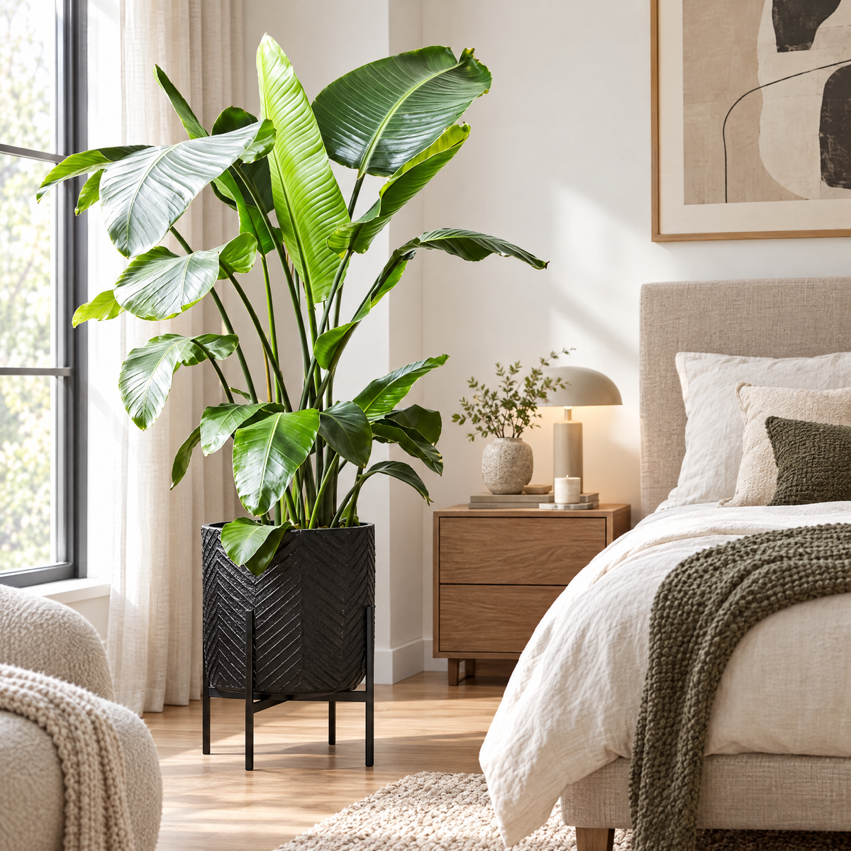 The ZZ Plant