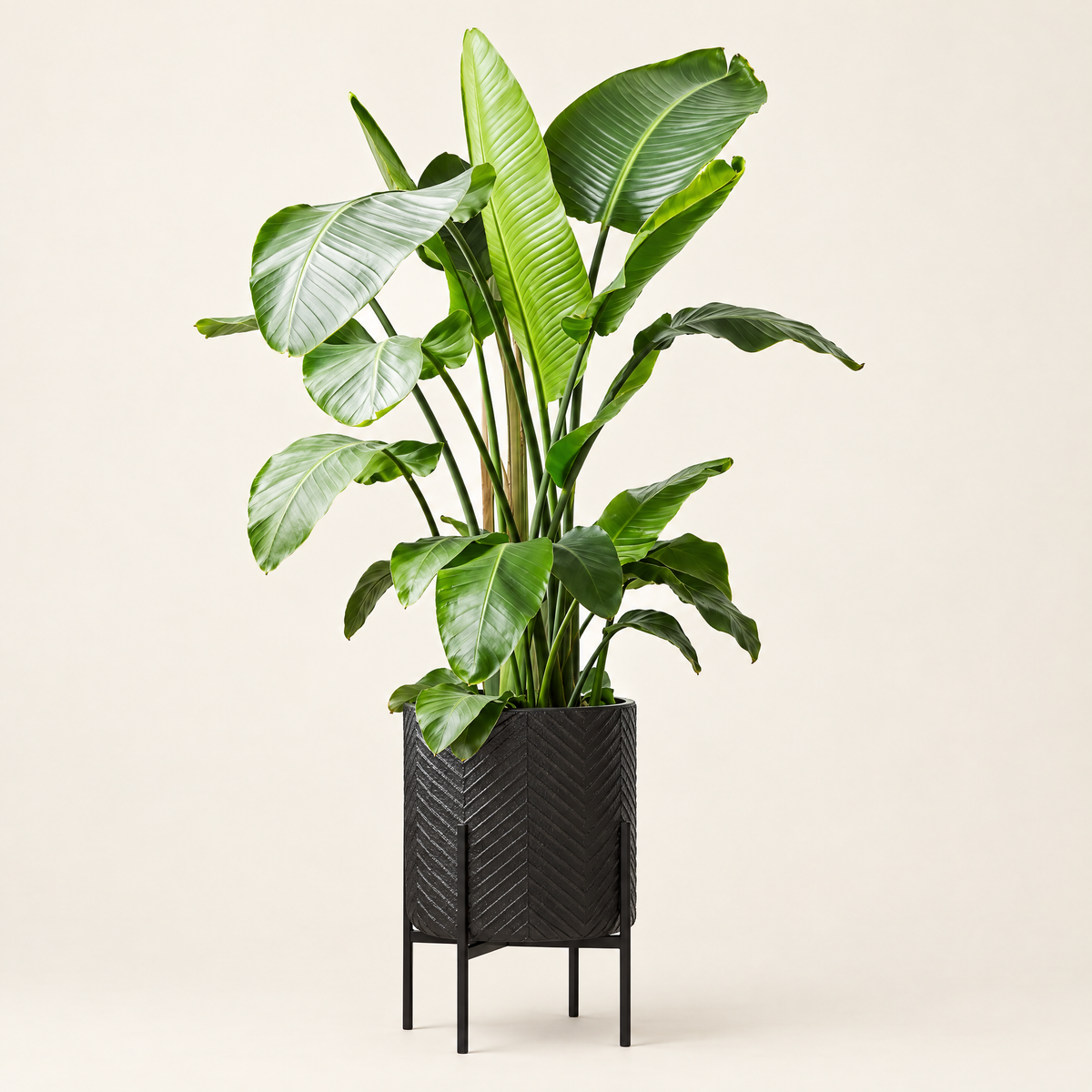 The ZZ Plant