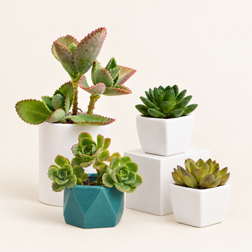 The Succulent Quartet Set