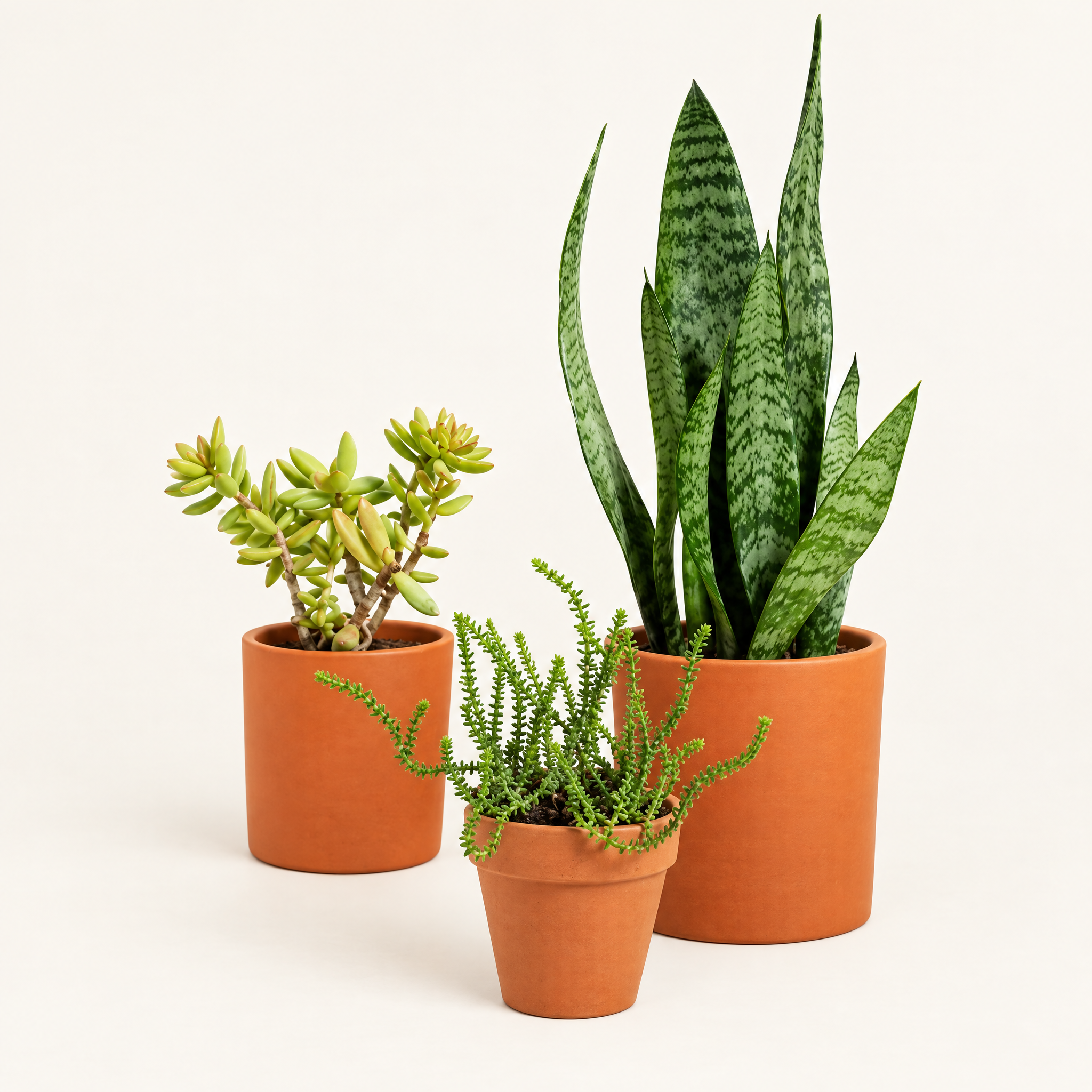 The Terracotta Succulent Trio