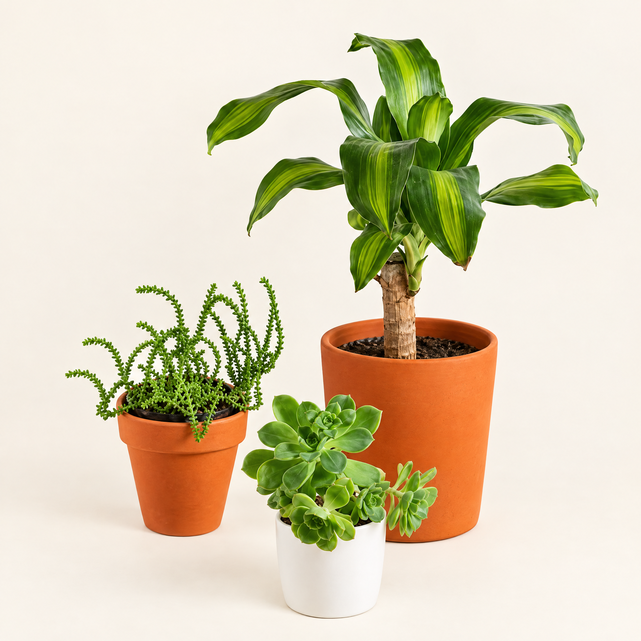 The Terracotta & White Planter Trio with Plants