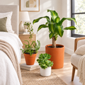 The Terracotta & White Planter Trio with Plants